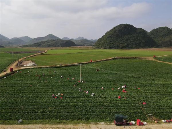 寒潮即將南下　供港蔬菜基地提前為農作物「蓋被」