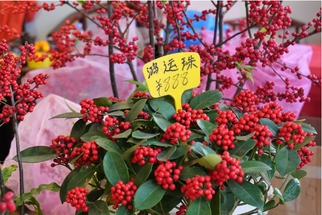 Guangzhou's Lingnan Flower Market: a multitude of New Year flowers on the market