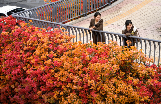 Metro guide to spring blooms in Guangzhou
