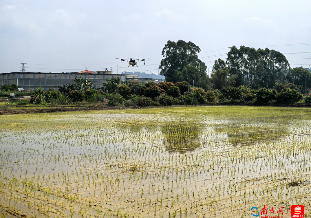 从5口人3亩地，到30人3000亩地！科技赋能广州春耕