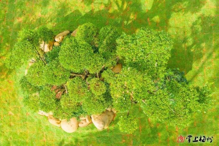 国内罕见！梅州有棵树龄300余年的赤楠孤品，一睹古树“真容”！