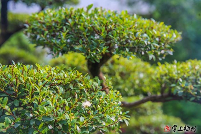 国内罕见！梅州有棵树龄300余年的赤楠孤品，一睹古树“真容”！